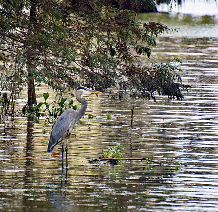 heron in swamp